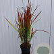Imperata cylindrica 'Red Baron' 30-40 cm 2,0L