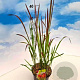 Imperata cylindrica 'Red Baron' 30-40 cm 2,0L