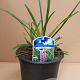 Liriope muscari 'Big Blue' 30-40 cm 2,0L