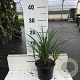 Liriope muscari 'Big Blue' 30-40 cm 2,0L