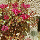 Sedum spurium 'Splendens' GM P9