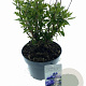 Caryopteris cland. Grand Bleu 25-30 cm 2,0L