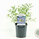 Caryopteris cland. 'Heavenly Blue' 30-40 cm 2,0L