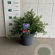 Ceanothus thyrsiflorus repens 30-40 cm 5,0L