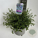 Ceanothus thyrsiflorus repens 30-40 cm 5,0L