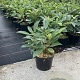 Viburnum davidii 30-40 cm 5,0L
