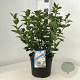 Viburnum tinus 30-40 cm 3,0L