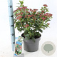 Viburnum tin. 'Gwenllian' 30-40 cm 5,0L