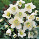 Helleborus niger GM P9