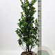 Ilex meserv. Heckenfee 100-125 cm met kluit