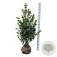 Ilex meserv. Heckenfee 100-125 cm met kluit
