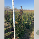 Ilex meserv. 'Heckenstar' 80-100 cm met kluit
