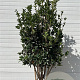 Ilex aquifolium 200 cm container meerstammig
