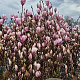 Magnolia soulangeana 150-175 cm draadkluit extra