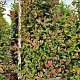 Photinia fraseri 'Red Robin' 225 cm draadkluit extra