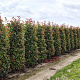 Photinia fraseri 'Red Robin' 225 cm draadkluit extra