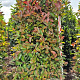 Photinia fraseri 'Red Robin' 225 cm draadkluit extra