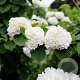 Viburnum plic. 'Grandiflorum' 125-150 cm 50L