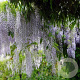 Wisteria flor. 'Multijuga' 200-250 cm cont. 130L spiraal