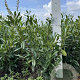 Prunus l. 'Caucasica' 60-80 cm met kluit