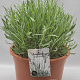Lavandula angustifolia GM C5