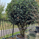 Osmanthus heterophyllus 250-300 cm container meerstammig opgekroond