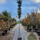 Quercus ilex 8-10 HO container