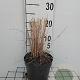 Molinia caerulea 'Heidebraut' GM 2,0L