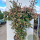 Abelia grandiflora 175-200 cm 50L