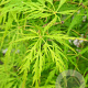 Acer pal. 'Dissectum Flavescens' 90 cm stam 20L