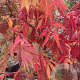 Acer pal. 'Elegans' 175-200 cm cont. 180L