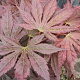 Acer pal. 'Mirte' 200-250 cm cont. 80L