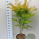 Acer pal. 'Summer Gold' 100-125 cm 20L
