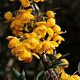Berberis stenophylla 80-100 cm met kluit