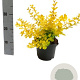 Berberis thunb. 'Aurea' 40-60 cm met kluit