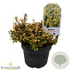 Berberis thunb. Golden Nugget 25-30 cm 3,5L