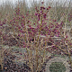 Callicarpa bod. 'Profusion' 125-150 cm met kluit struik