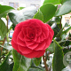 Camellia 'Black Lace' 80-100 cm 50L