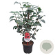 Camellia ret. 'Mary Williams' 40-50 cm 3,0L