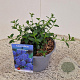 Ceanothus thyrsiflorus repens 12-15 cm 2,5L
