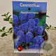 Ceanothus thyrsiflorus repens 12-15 cm 2,5L