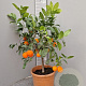 Citrus limonia 'Rangpur' 100 cm 10L stam oranje