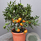 Citrus reticulata 100 cm 10L stam oranje