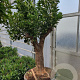 Citrus sinensis 50 cm container 60-80