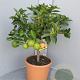 Citrus sinensis 100 cm 10L stam oranje