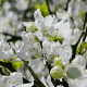 Poncirus trifoliata 80-100 cm 20L