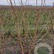 Corylus a. 'Aurea' 175-200 cm draadkluit struik op Stam