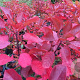 Cotinus 'Flame' 250-300 cm cont. 110L