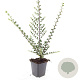 Cotoneaster horizontalis GM P9