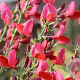Cytisus 'Boskoop Ruby' 80-100 cm 20L